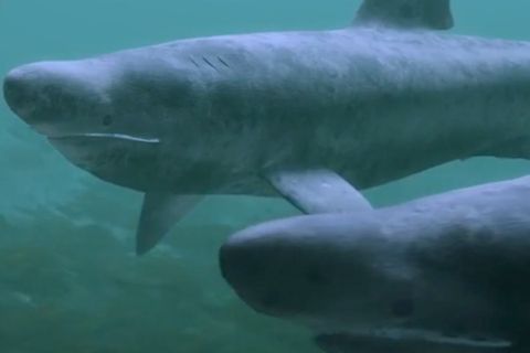 Spektakulär: Einblick in eine bis jetzt unbekannte Unterwasserwelt