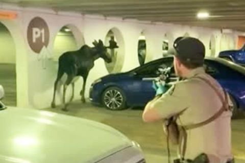 Colorado: Elchbulle verirrt sich in Parkhaus – Betäubungsschuss bringt die Rettung