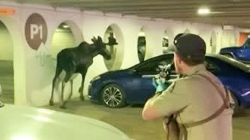 Colorado: Elchbulle verirrt sich in Parkhaus – Betäubungsschuss bringt die Rettung Colorado: Elchbulle verirrt sich in Parkhaus – Betäubungsschuss bringt die Rettung