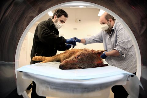 Im Berliner Leibniz-Institut für Zoo- und Wildtierforschung kommen Wölfe in den Computer-Tomografen. Todesursachen wie illegaler Beschuss können dort aufgeklärt werden