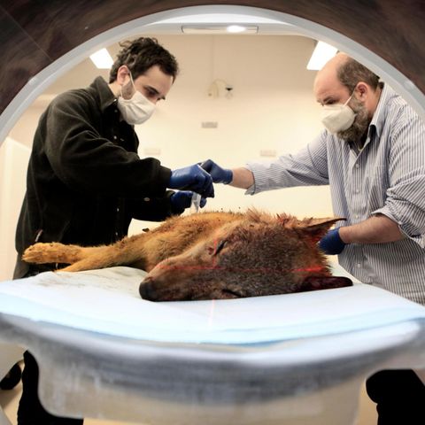 Im Berliner Leibniz-Institut für Zoo- und Wildtierforschung kommen Wölfe in den Computer-Tomografen. Todesursachen wie illegaler Beschuss können dort aufgeklärt werden