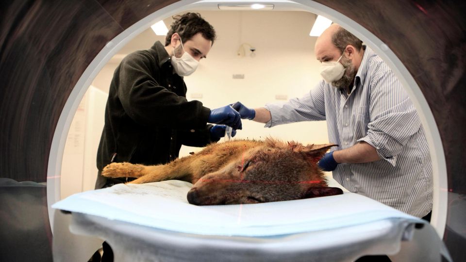 Im Berliner Leibniz-Institut für Zoo- und Wildtierforschung kommen Wölfe in den Computer-Tomografen. Todesursachen wie illegaler Beschuss können dort aufgeklärt werden