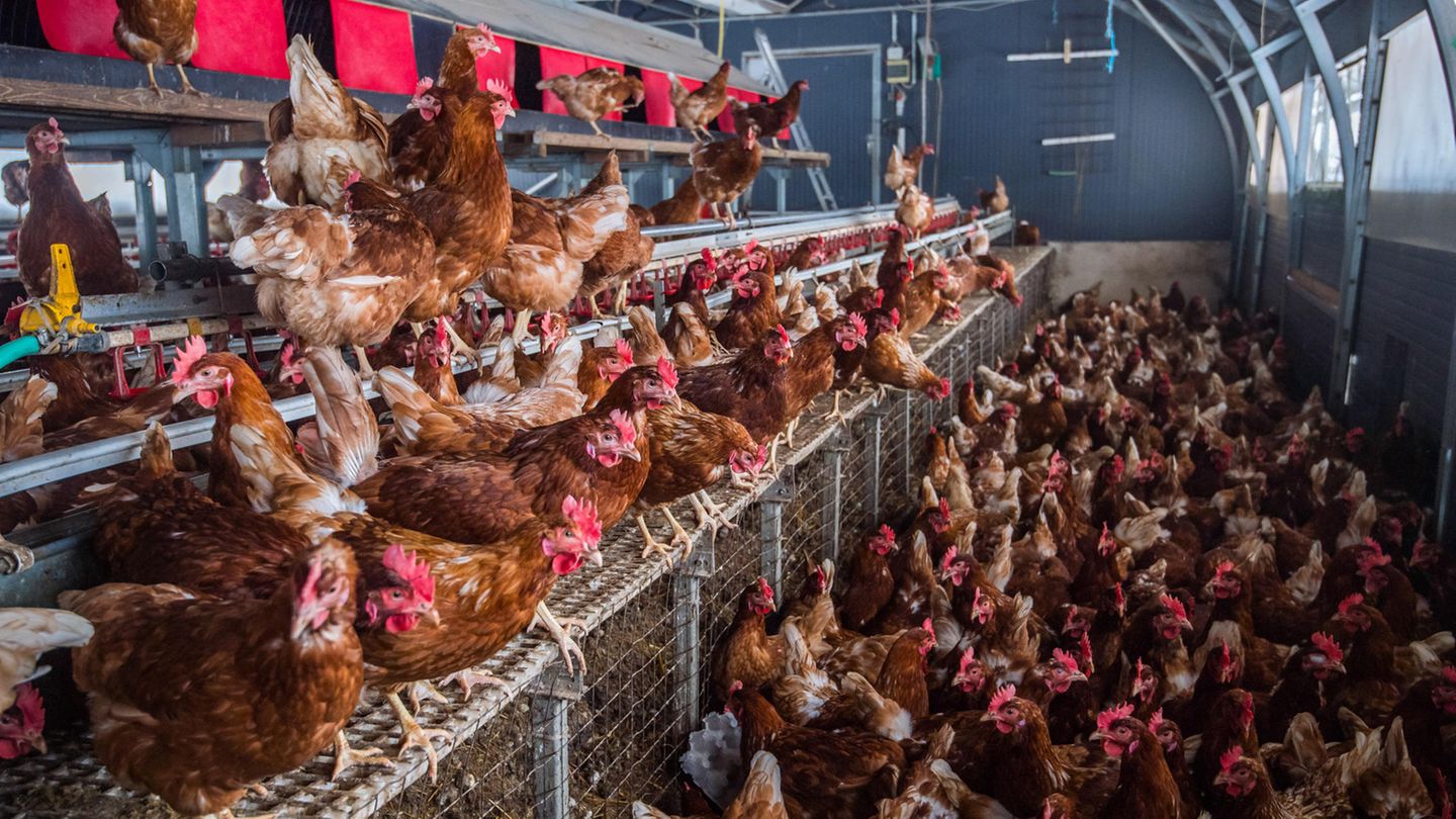 Tierhaltung Landwirte Machen Meist Weiter Wie Gehabt Stern De