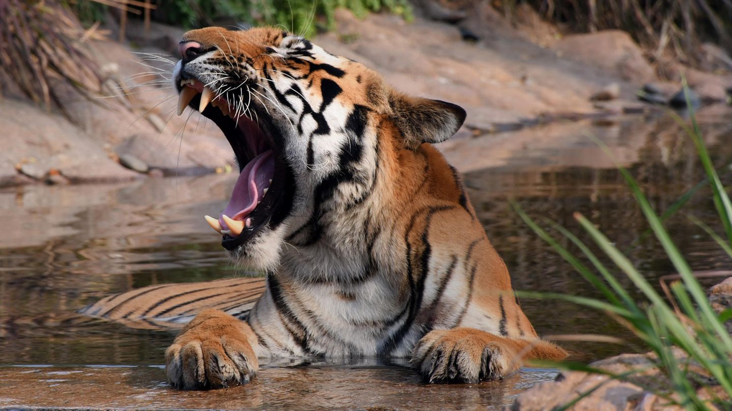 Tigerdame Nadia war das erste mit Corona infizierte Zootier Tigerdame Nadia war das erste mit Corona infizierte Zootier