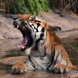 Tigerdame Nadia war das erste mit Corona infizierte Zootier