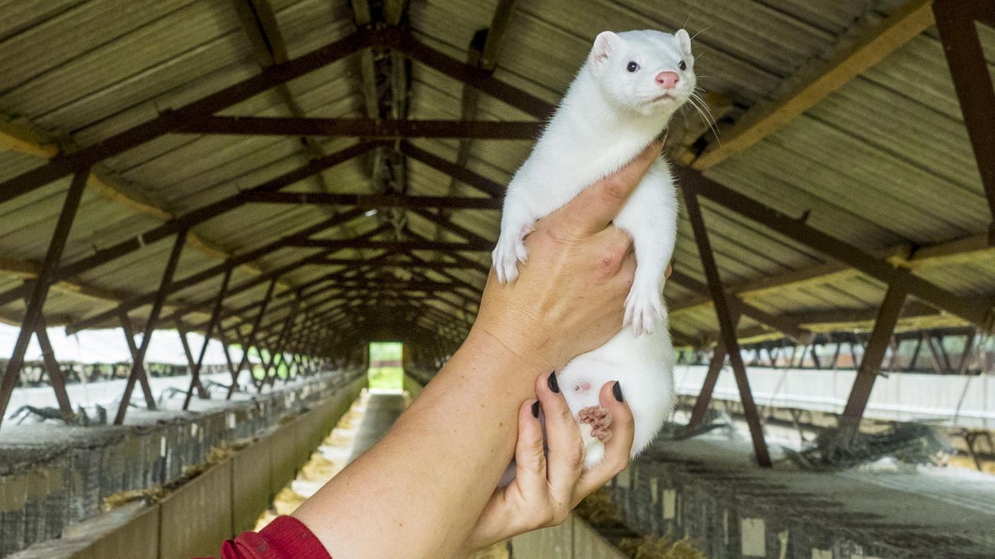 Millionen Nerze wegen Corona-Mutation getötet