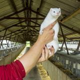 Millionen Nerze wegen Corona-Mutation getötet