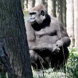 Coronafälle bei den Gorillas