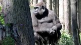 Coronafälle bei den Gorillas