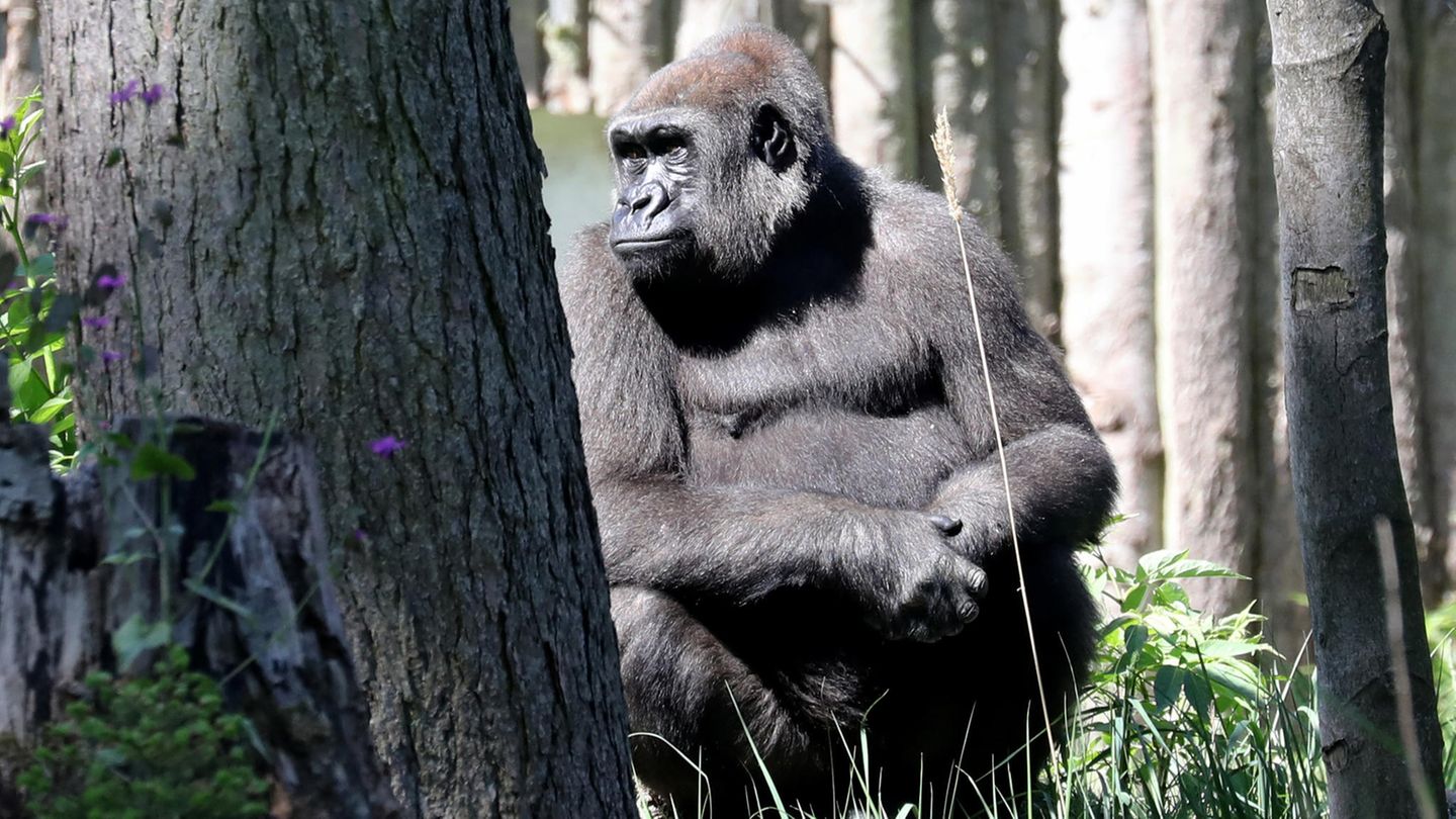Menschenaffen sind gefährdet Coronafälle bei den Gorillas