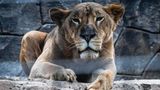 Mehrere Löwen mit Corona infiziert
