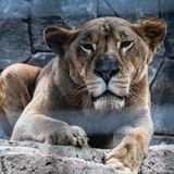 Mehrere Löwen mit Corona infiziert