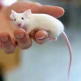 Labormäuse mit Corona infiziert