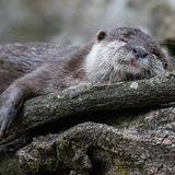 Zwergotter können sich mit Corona infizieren