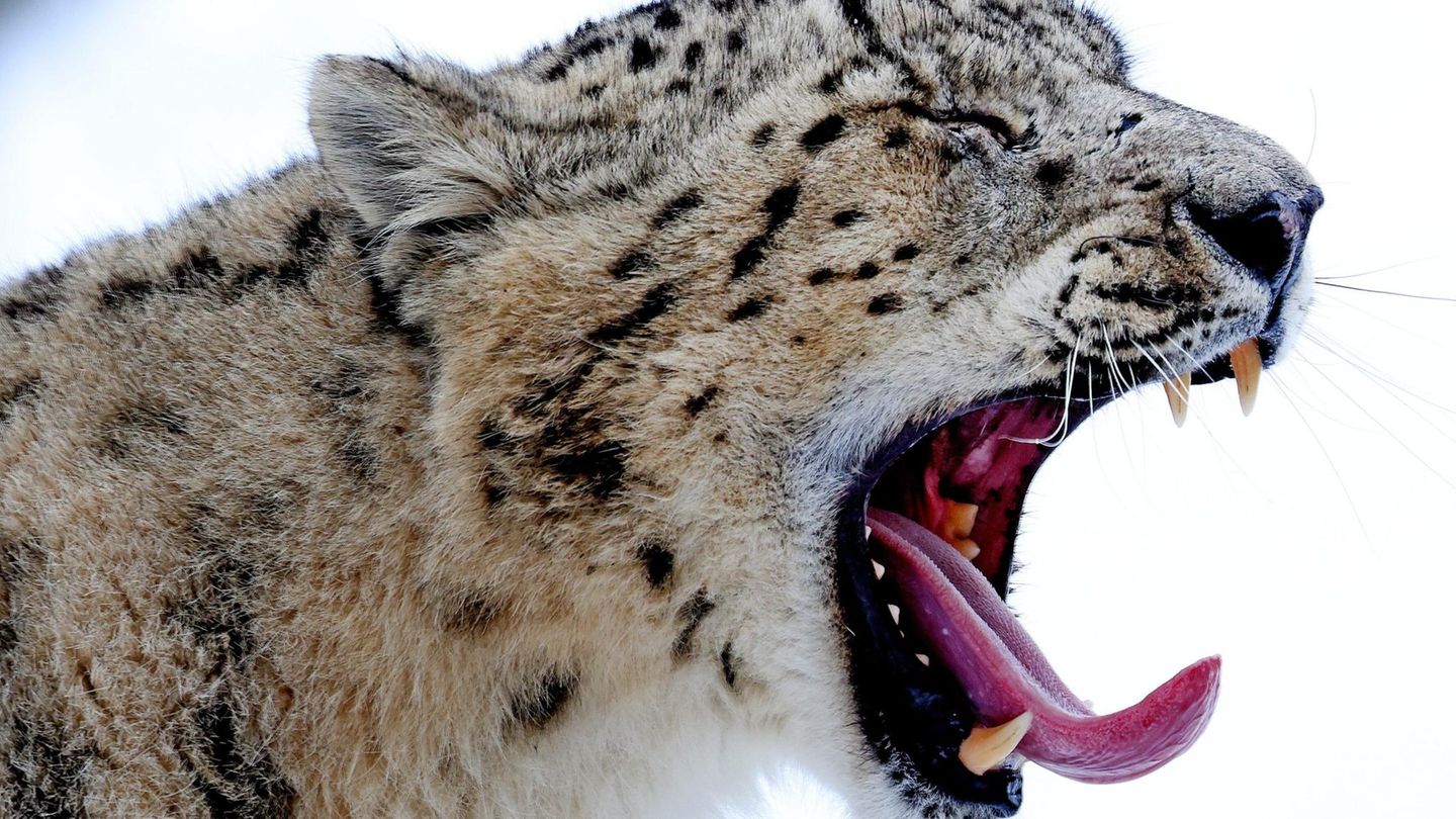 Coughing snow leopards and lethargic dwarf otters: These animals had corona