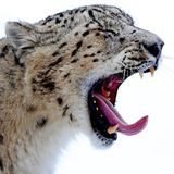 Schneeleoparden können sich mit Corona infizieren