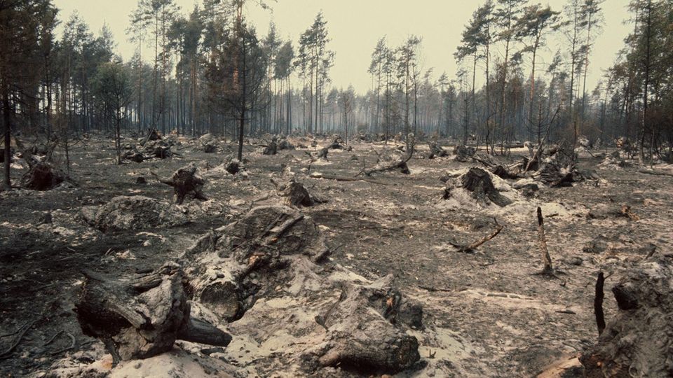Der ausgebrannte Wald im Naturpark Südheide 1975