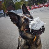 Corona-Antikörper in Hunden gefunden