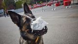 Corona-Antikörper in Hunden gefunden