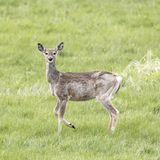 Viele Weißwedelhirsche haben Corona-Antikörper