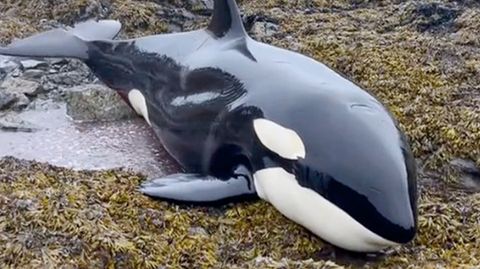 Gestrandeter Orca in Alaska: Retter helfen Killerwal