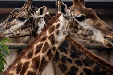 Giraffen: Sozialverhalten der großen Tiere ist endlich aufgedeckt