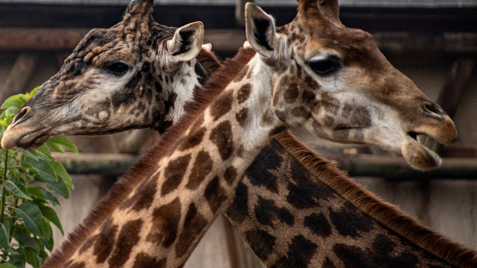 Giraffen: Sozialverhalten der großen Tiere ist endlich aufgedeckt