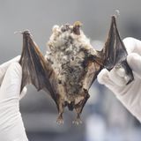 Fledermäuse und Zwischenwirt