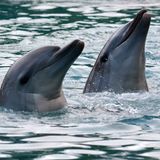 ACE2-Rezeptor in Tieren