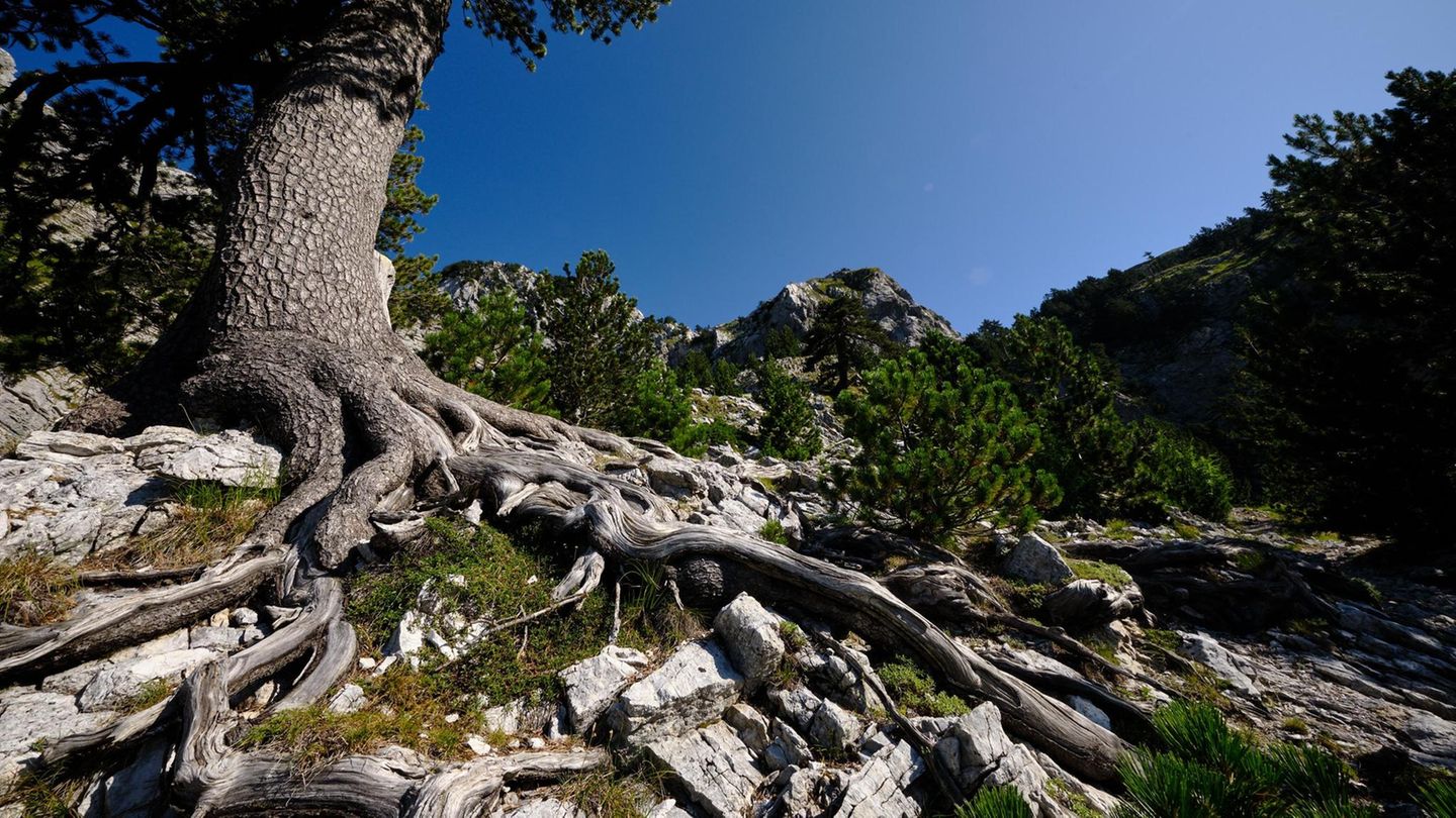 Qafa e Pejës, Gebirgspass im nördlichen Albanien