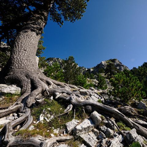 Qafa e Pejës, Gebirgspass im nördlichen Albanien