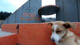 Ein Hund sitzt vor dem Logo der Spiele von Sarajevo 1984