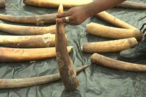 Video: 54 Millionen US-Dollar - Nigeria beschlagnahmt Rekordmenge an Stoßzähnen und Schuppen