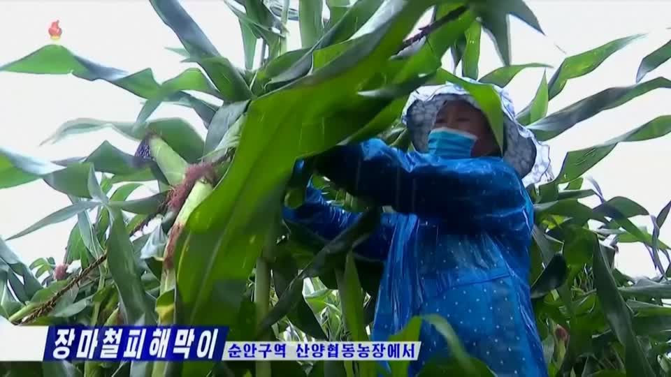 Häuser und Straßen zerstört: Überschwemmungen bedrohen Ernte – Nahrungsmittel in Nordkorea wohl bald noch knapper