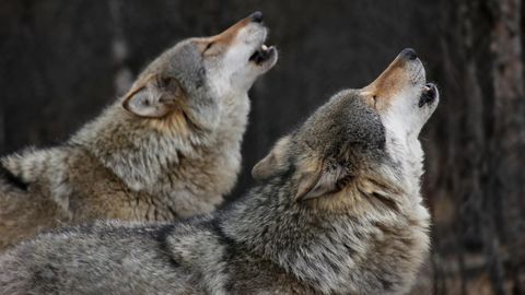 Zwei Wölfe heulen