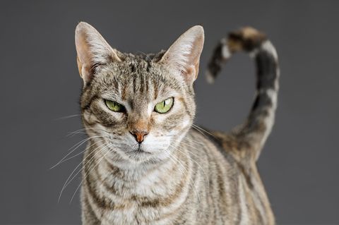 Die besten Hörbücher zum Weltkatzentag