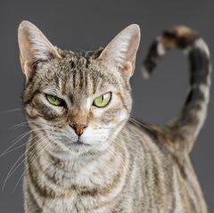 Die besten Hörbücher zum Weltkatzentag