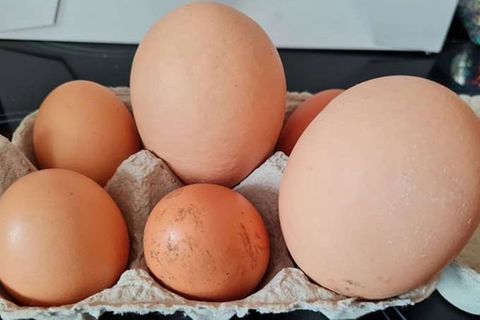 Huhn legt drei gigantische Eier – eines enthält eine Überraschung