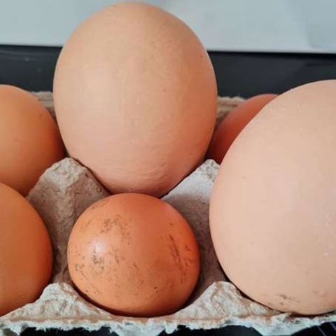 Huhn legt drei gigantische Eier – eines enthält eine Überraschung