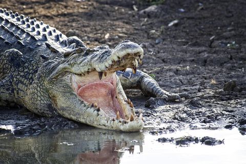 Leistenkrokodile werden aufgrund ihrer Fähigkeit in Süß- und Salzwasser schwimmen zu können auch Salzwasserkrokodile genannt