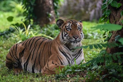 Tiger im Zoo in Mumbai