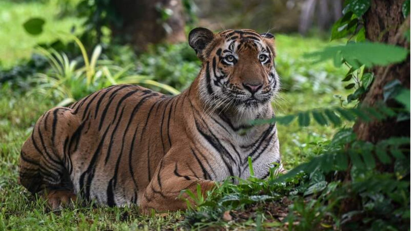 Tiger im Zoo in Mumbai
