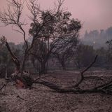 Die Wiederaufforstung und das Beheben der Schäden werden vermutlich Jahre in Anspruch nehmen – bis die nächste Feuersbrunst kommt. Durch den Temperaturanstieg, von dem Griechenland wie die gesamte Mittelmeerregion besonders betroffen ist, steigt das Risiko von Waldbränden.