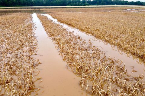 Ein Feld mit reifen Getreide steht unter Wasser.