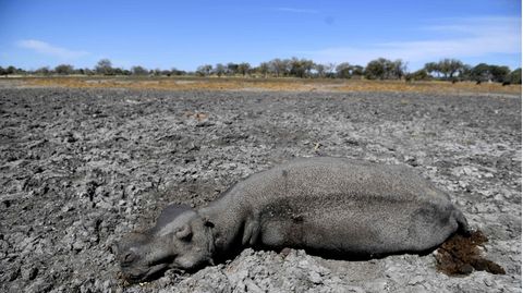 Ein totes Nilpferd liegt in einem der ausgetrockneten Arme des Okavango-Deltas in Botswana (Archivbild)