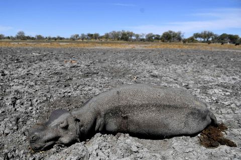 Ein totes Nilpferd liegt in einem der ausgetrockneten Arme des Okavango-Deltas in Botswana (Archivbild)