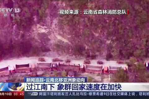 Video: Wandernde Elefanten aus Yunnan auf dem Weg in die Heimat?