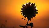 Uttenweiler, Deutschland. Hinter einer Sonnenblume geht die Sonne auf. In den kommenden Tagen sollen in weiten Teilen des Landes hochsommerliche Temperaturen um die 30 Grad herrschen.