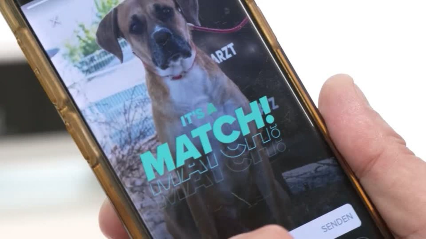 Video: Tierheim goes Tinder