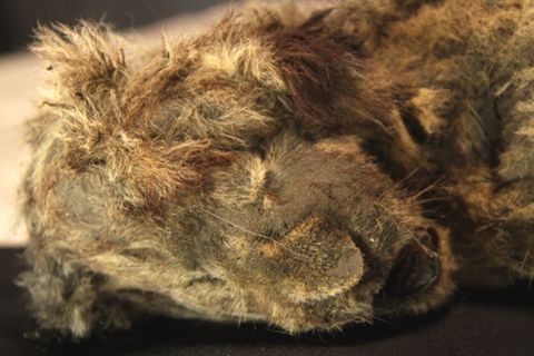 Mehr als 28.000 Jahre alt: Höhlen-Löwen-Baby